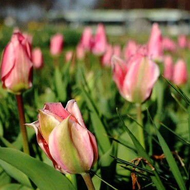 Rosa Tulpen erblühen im Elbauenpark