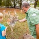 Der Parkförster füttert im Rahmen der Entdeckungstour "Wald" mit den Kindern das Damwild.