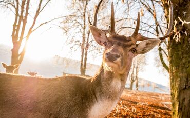 Wildgehege Tiere hautnah im Elbauenpark - Elbauenpark Magdeburg