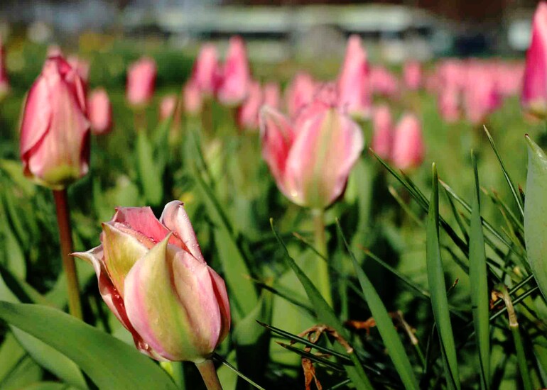 Rosa Tulpen erblühen im Elbauenpark