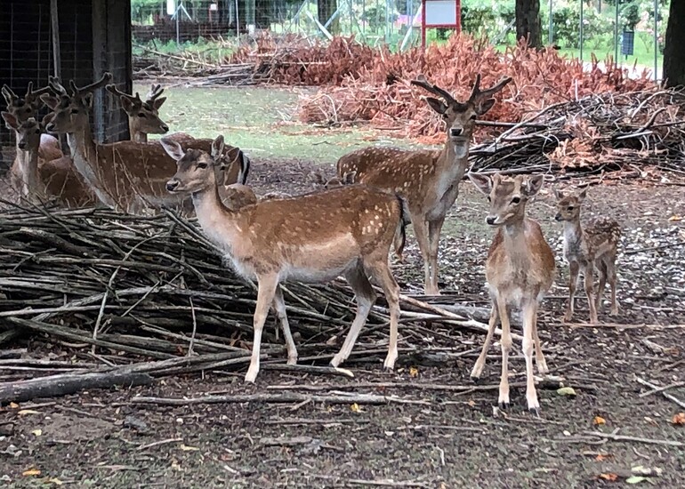 Muttertiere, Hirsche und Kälbchen im Damwildgehege