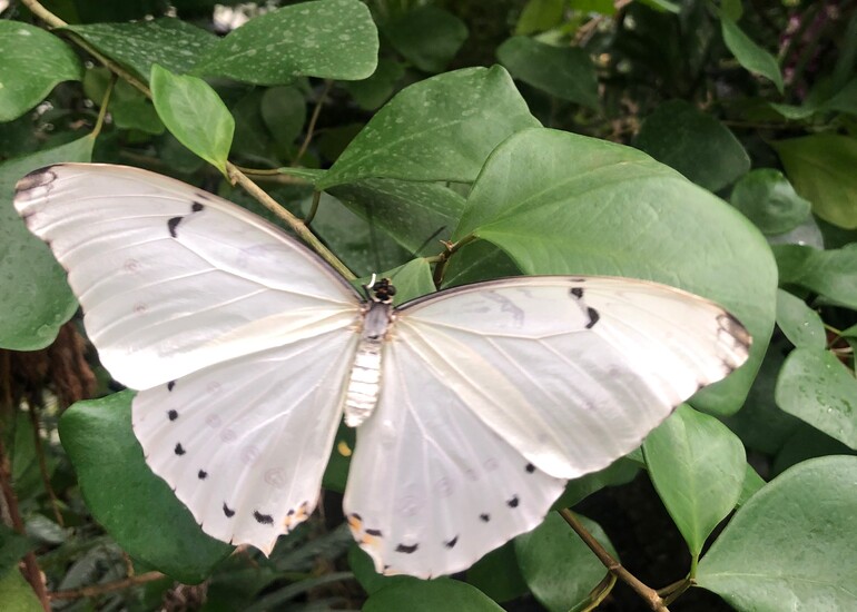 Weisser Morphos im Schmetterlingshaus im Elbauenpark Magdeburg