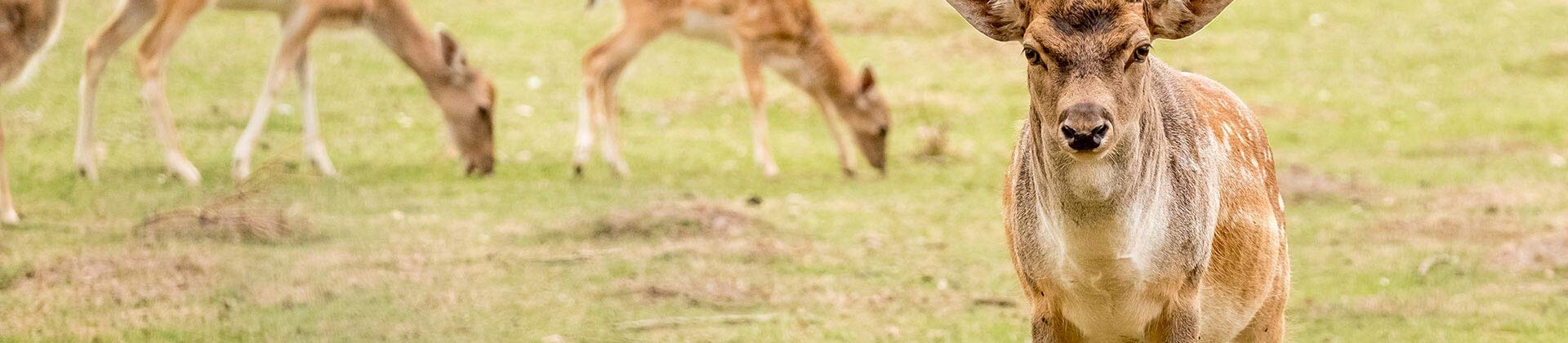 Logo von Damwildgehege