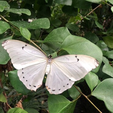Weisser Morphos im Schmetterlingshaus im Elbauenpark Magdeburg
