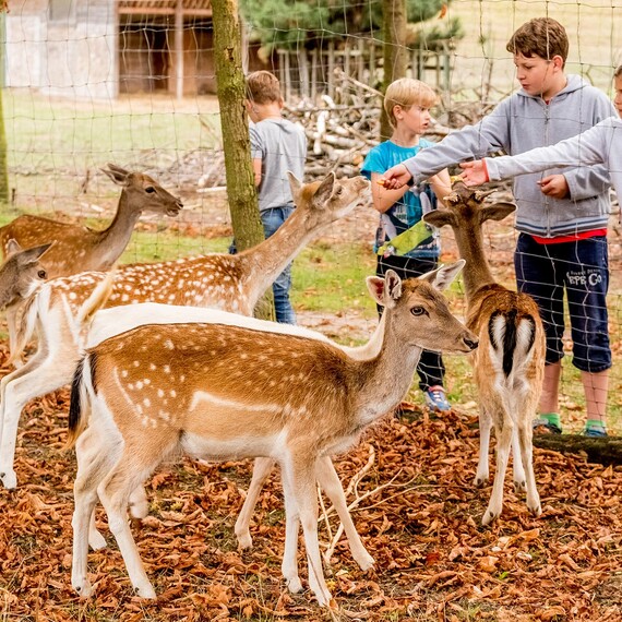 Logo von Damwildfütterung