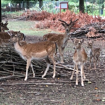 Muttertiere, Hirsche und Kälbchen im Damwildgehege