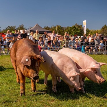 Präsentation von Nutztieren: Schweine beim Landeserntedankfest im Elbauenpark Magdeburg
