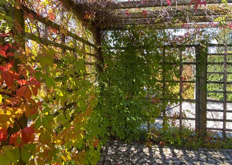 Labyrinth aus Buchenhecken und Wildem Wein