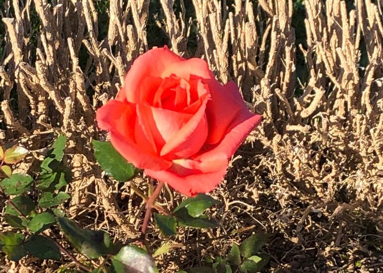 Rote Rose blüht