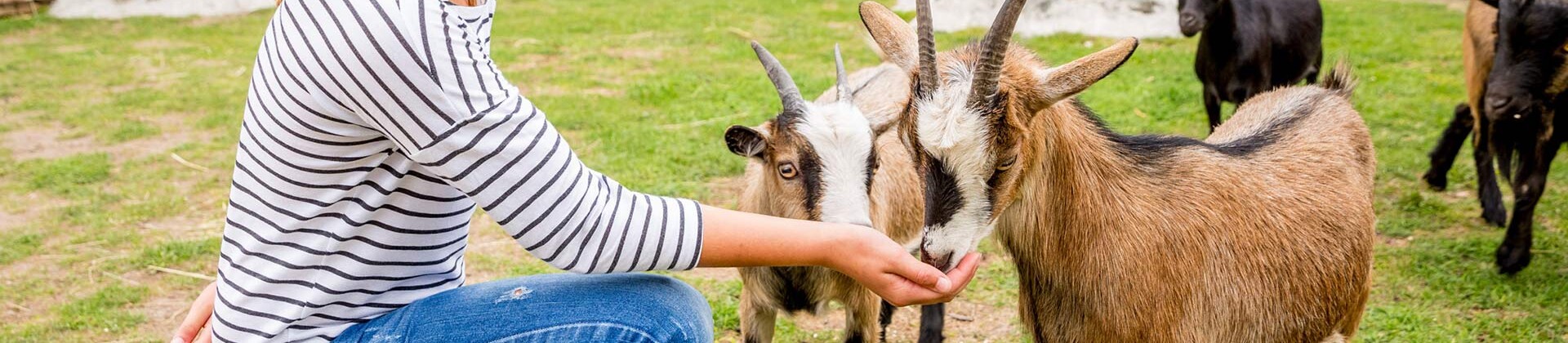 Logo von Streichelgehege