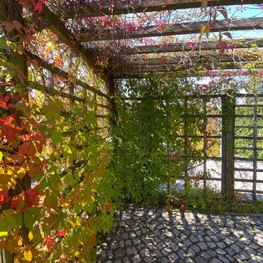 Labyrinth aus Buchenhecken und Wildem Wein